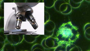 Dunkelfeld Blutdiagnostik Magdeburg
